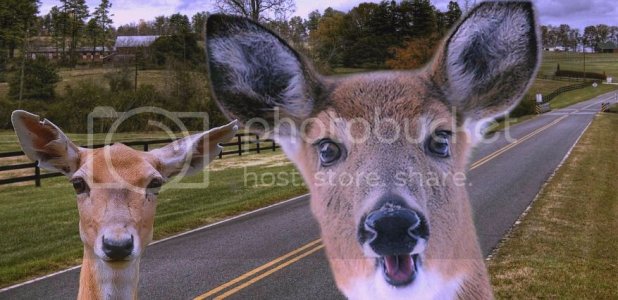 Oh%20Deer.jpg